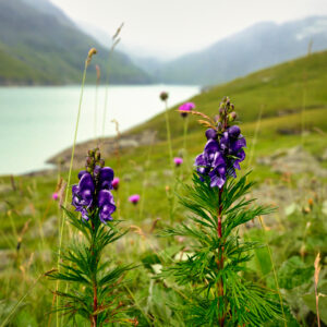 Chamonix - Zermatt Trekking - Image 6